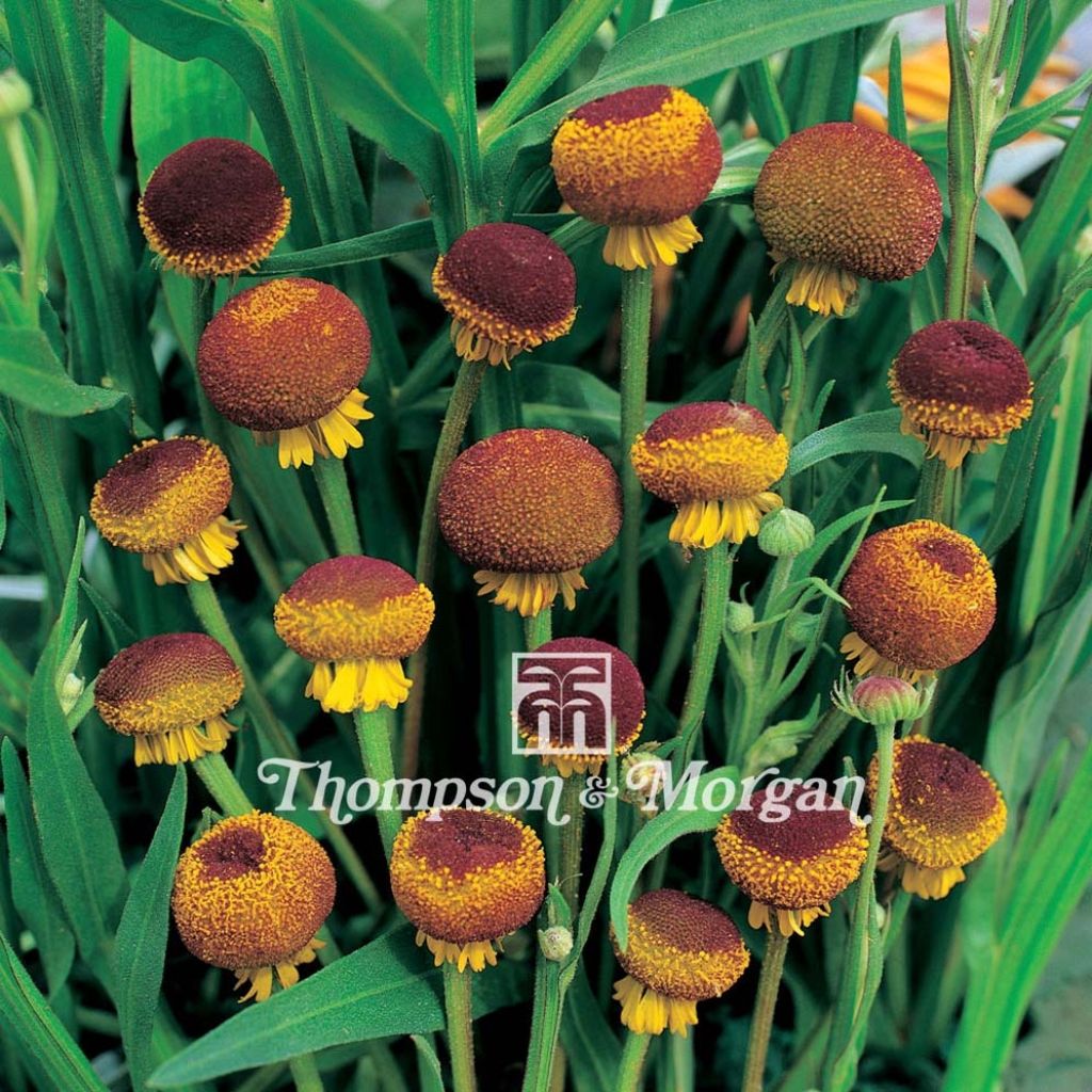 Helenium puberulum Autumn Lollipop