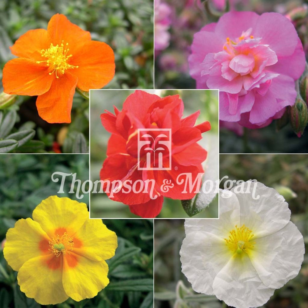 Helianthemum Mix - Eliantemo