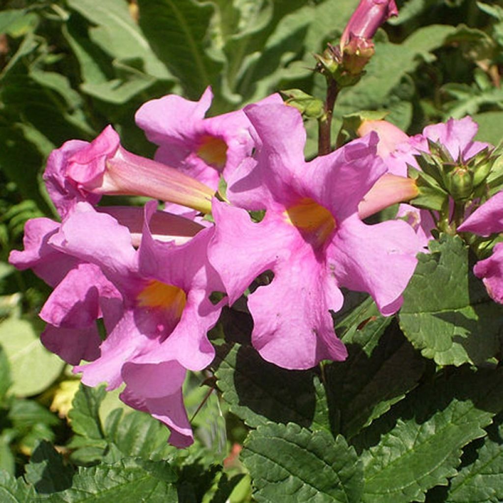 Incarvillea delavayi Deli Rose