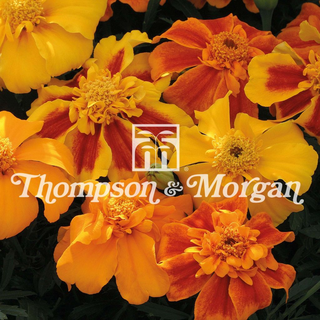 Tagetes Sunburst F1 mixed