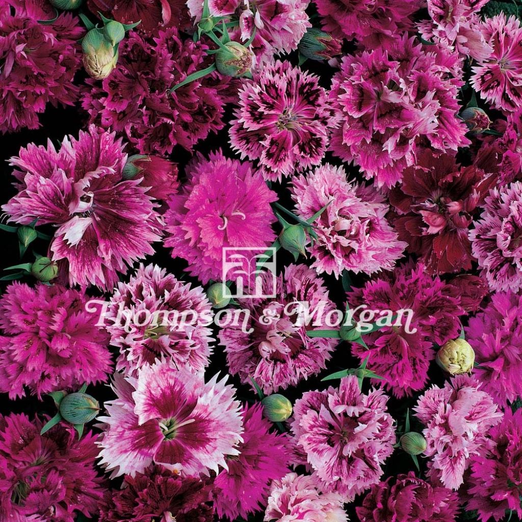 Dianthus chinensis heddewigii Victoriana - Garofano