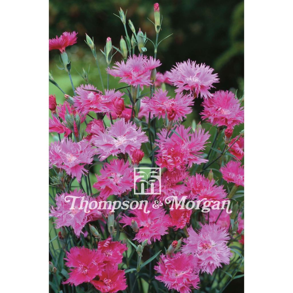 Dianthus Elegance Pink F1 - Garofano