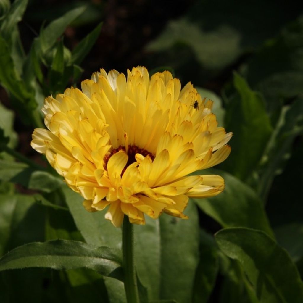 Calendula officinalis