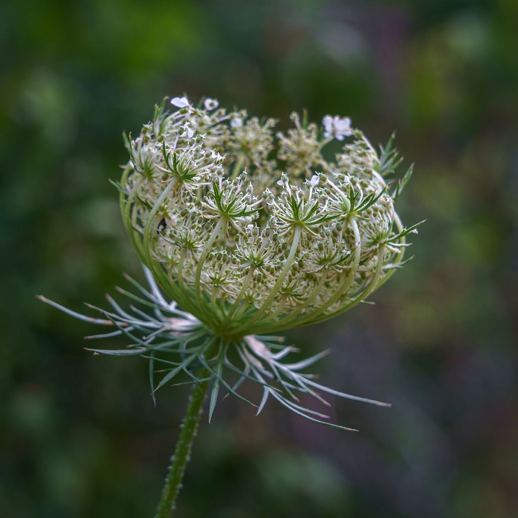 Daucus carota - Carota selvatica