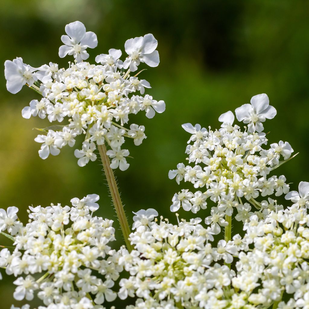 Daucus carota - Carota selvatica