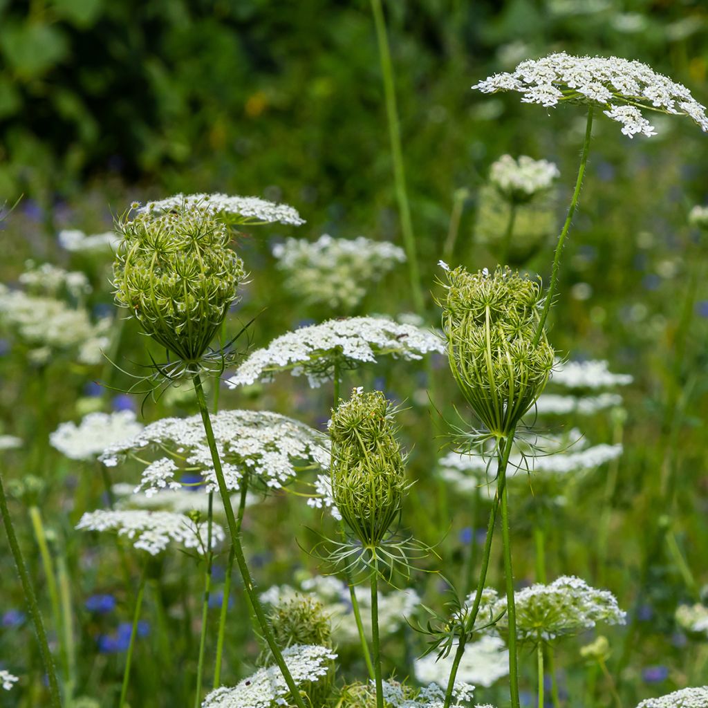 Daucus carota - Carota selvatica