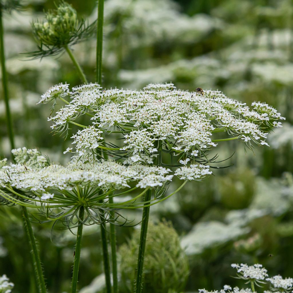 Daucus carota - Carota selvatica