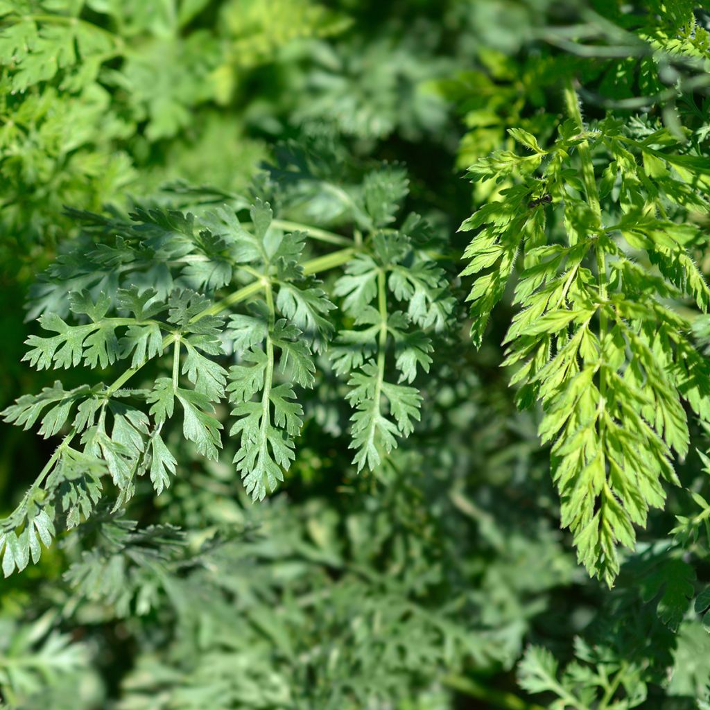 Daucus carota - Carota selvatica