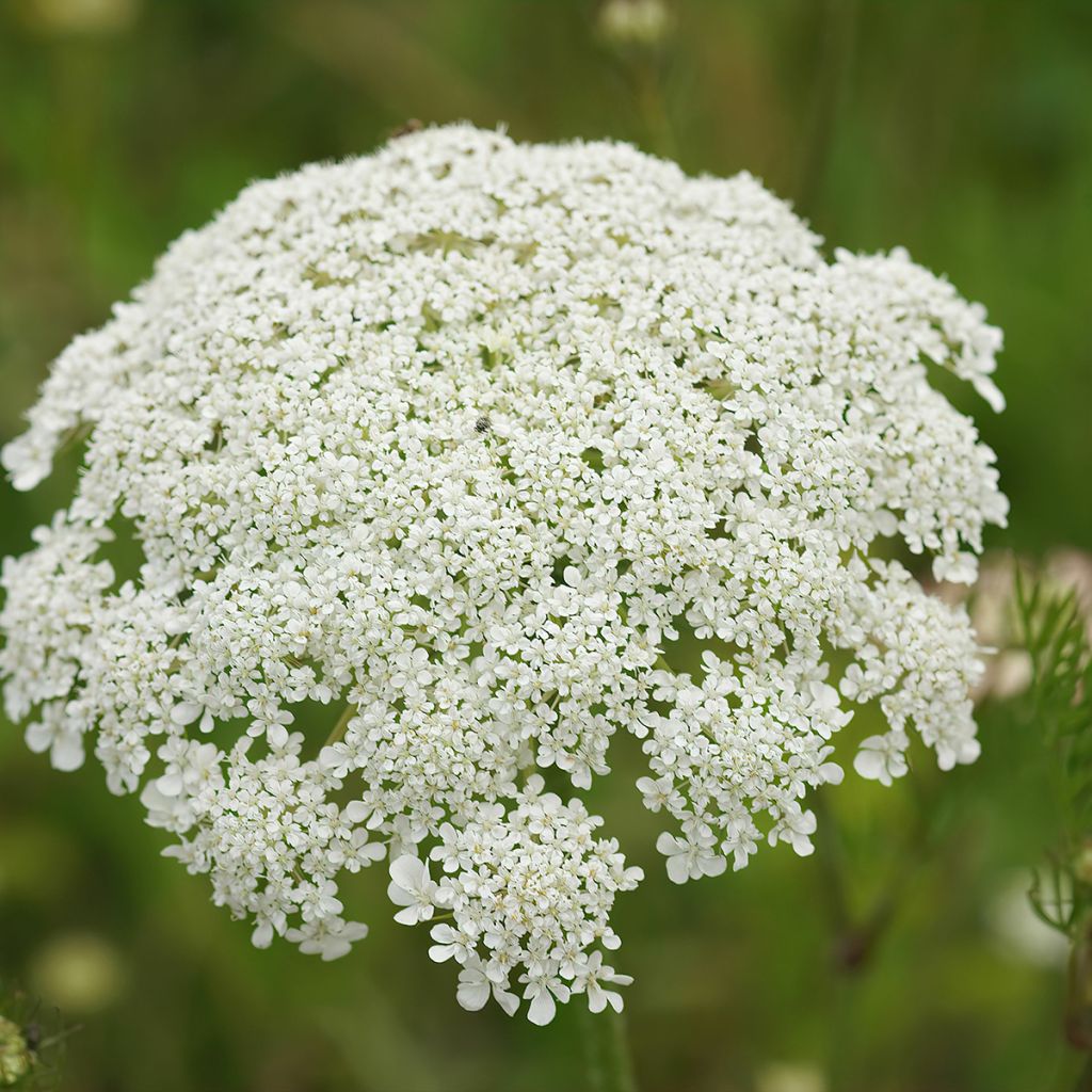 Daucus carota - Carota selvatica