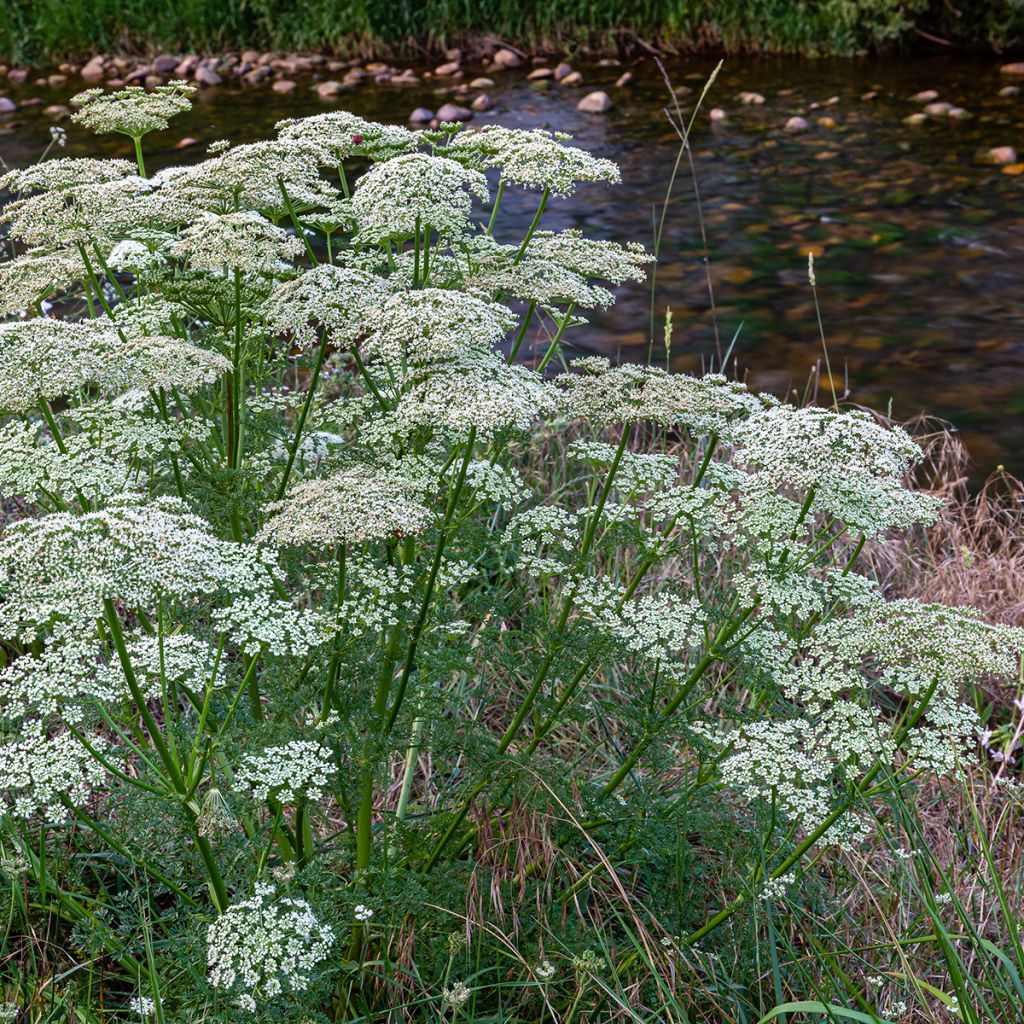 Daucus carota - Carota selvatica