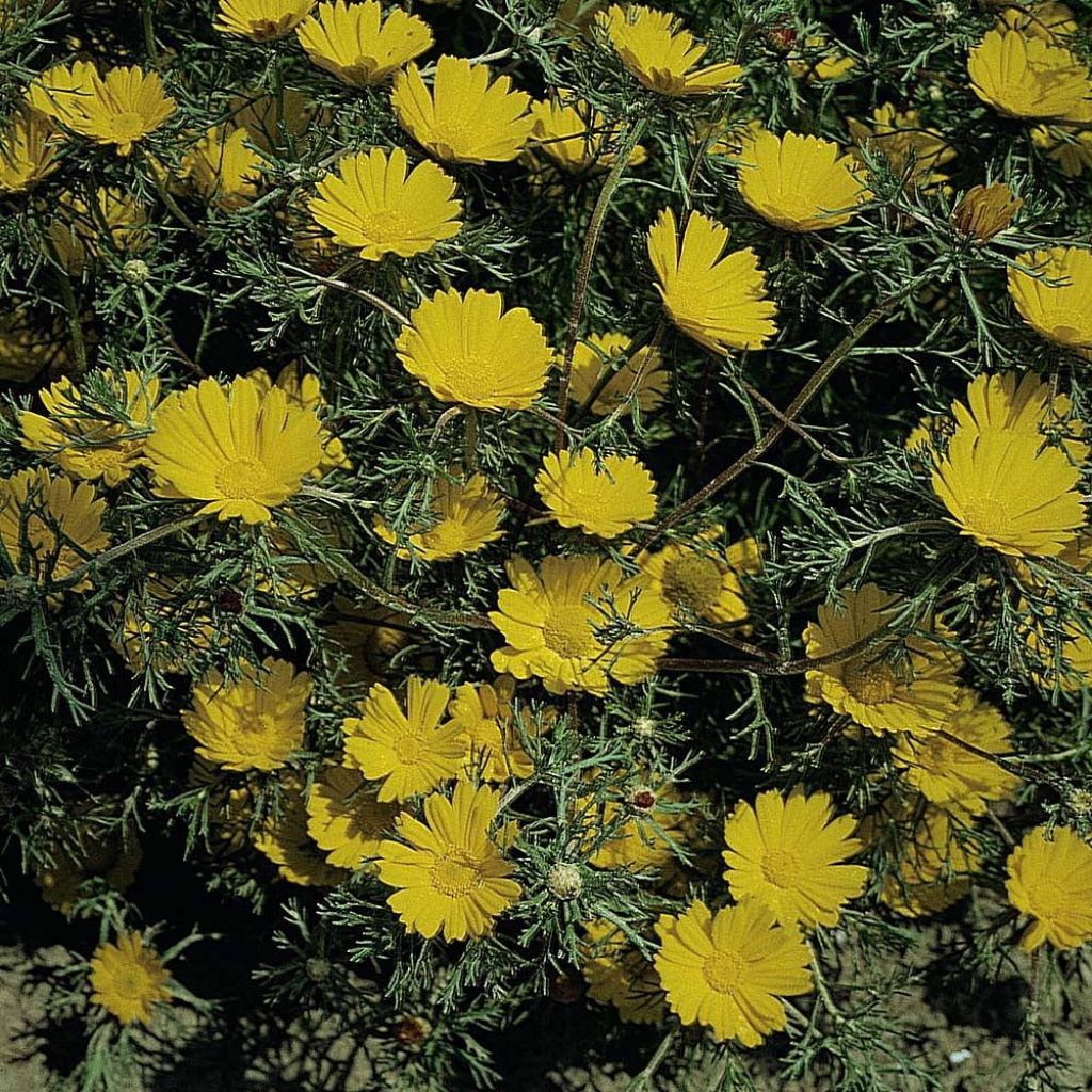 Cladanthus arabicus Golden Crown - Calendula araba