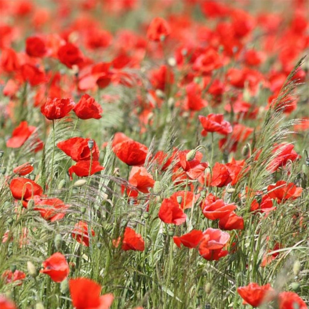 Papaver rhoeas Bio (semi) - Papavero comune