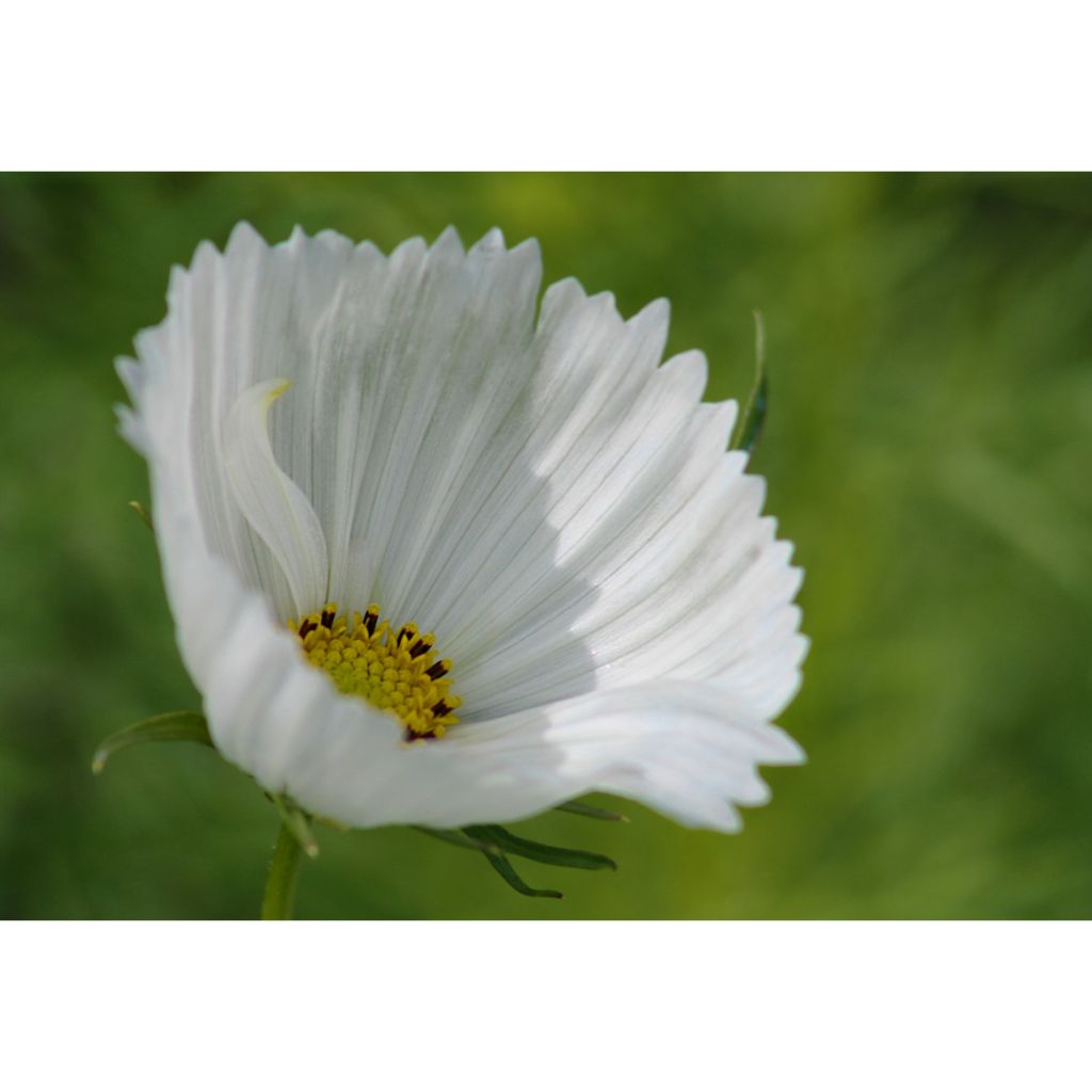 Cosmos Cupcakes White - Cosmea