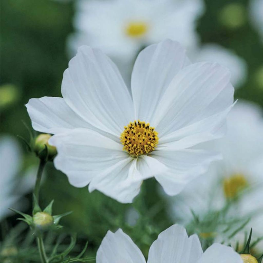 Cosmos Purity - Cosmea