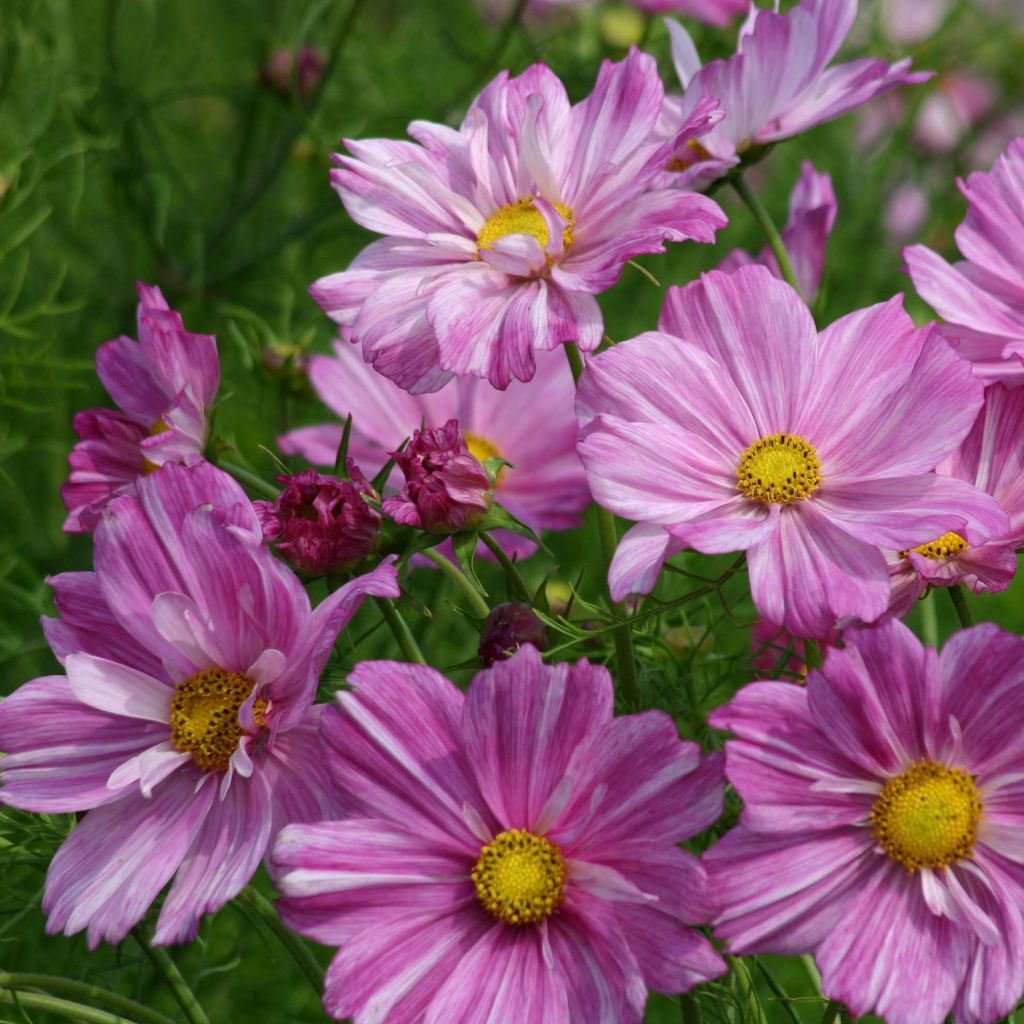 Cosmos Rosetta - Cosmea