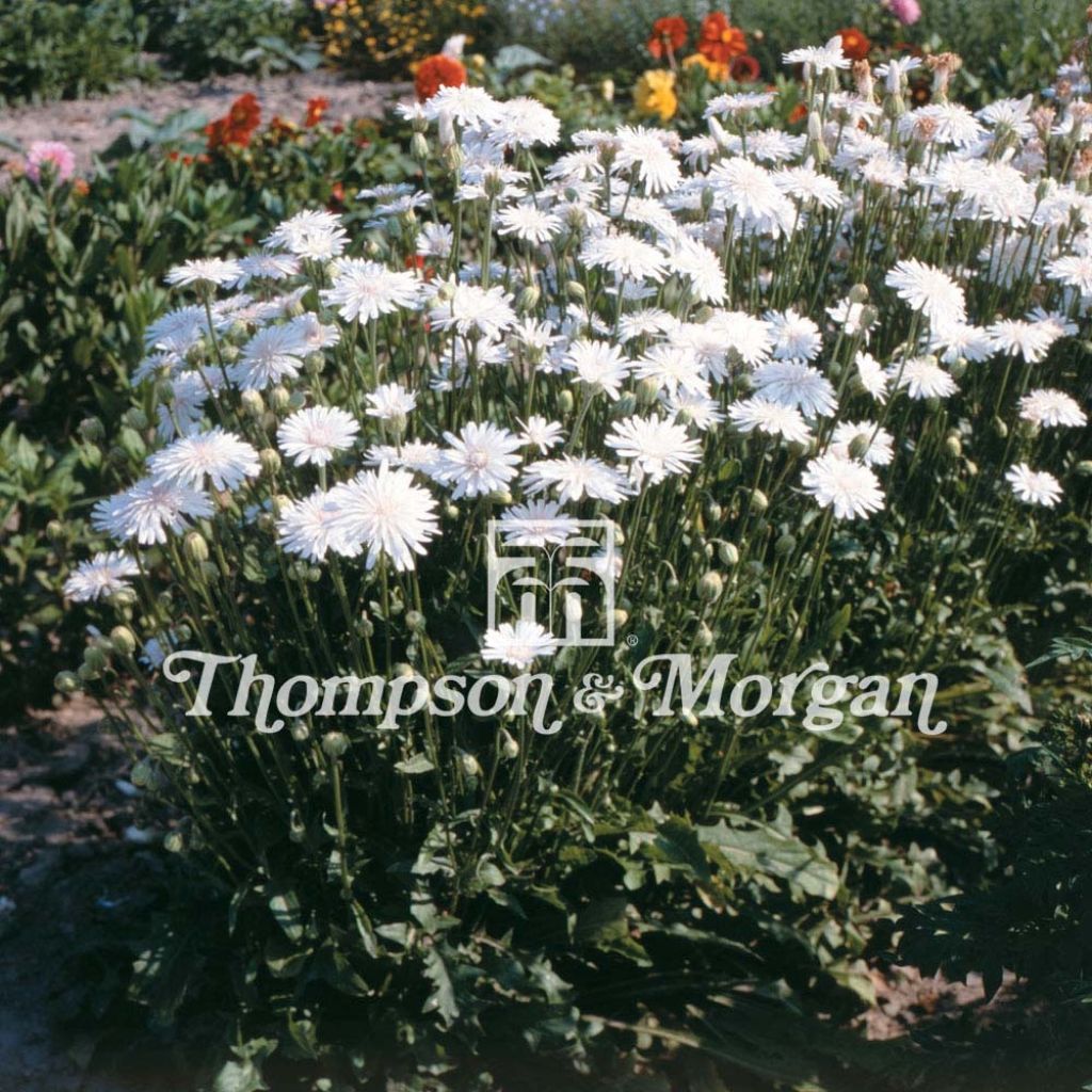 Crepis rubra Snow White - Radicchiella rosea