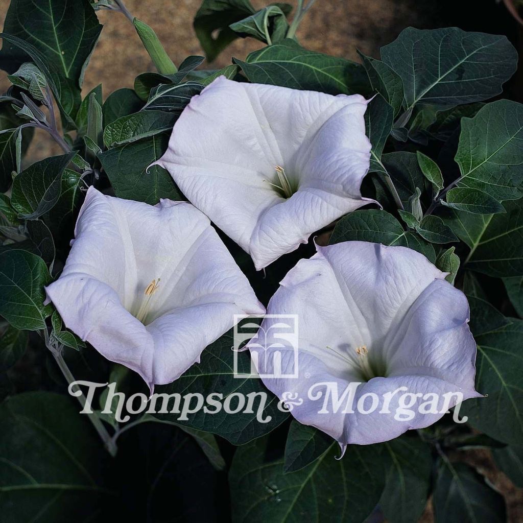 Datura meteloides Evening Fragrance - Tromba del diavolo