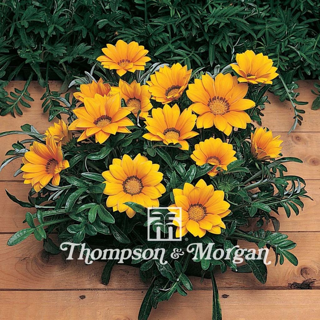 Gazania rigens Kiss Gold F1 - Gazania del Capo