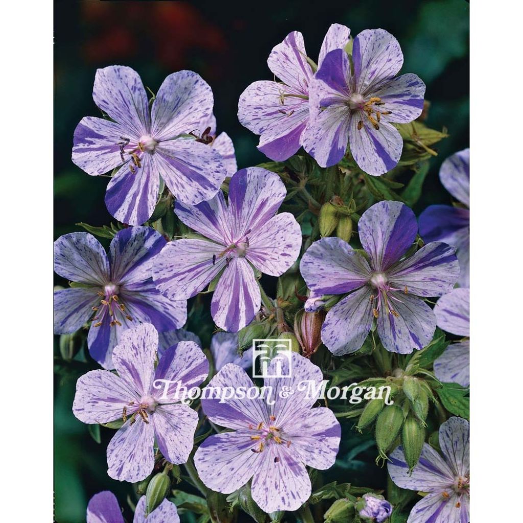 Geranium pratense Splish Splash (semi) - Geranio dei prati