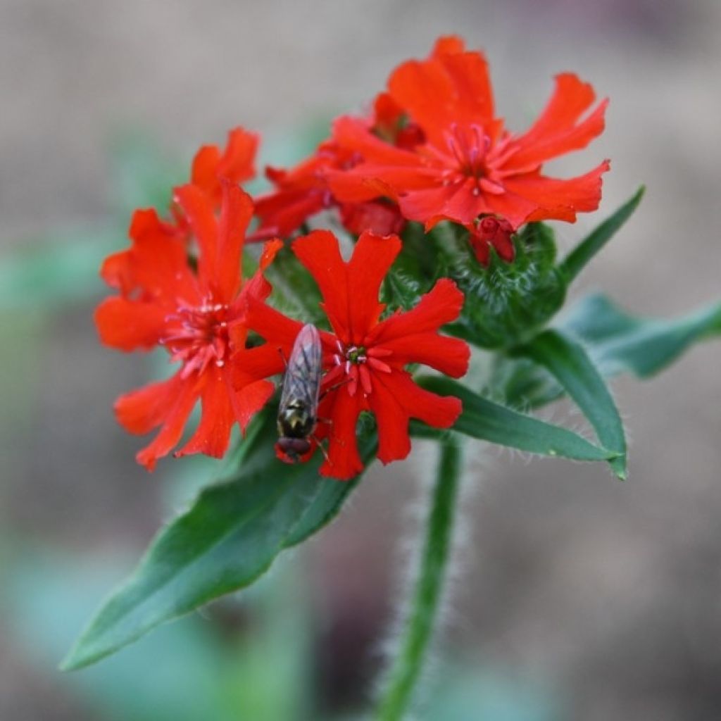 Lychnis chalcedonica Amour Ardent - Crotonella scarlatta