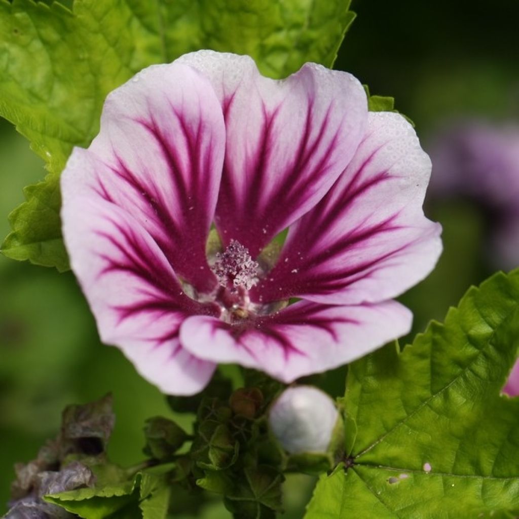 Malva sylvestris Zebrina - Malva selvatica