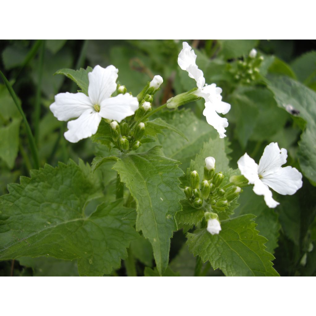 Lunaria annua (semi) - Moneta del Papa