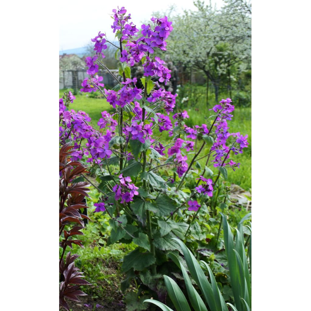 Lunaria annua (semi) - Moneta del Papa