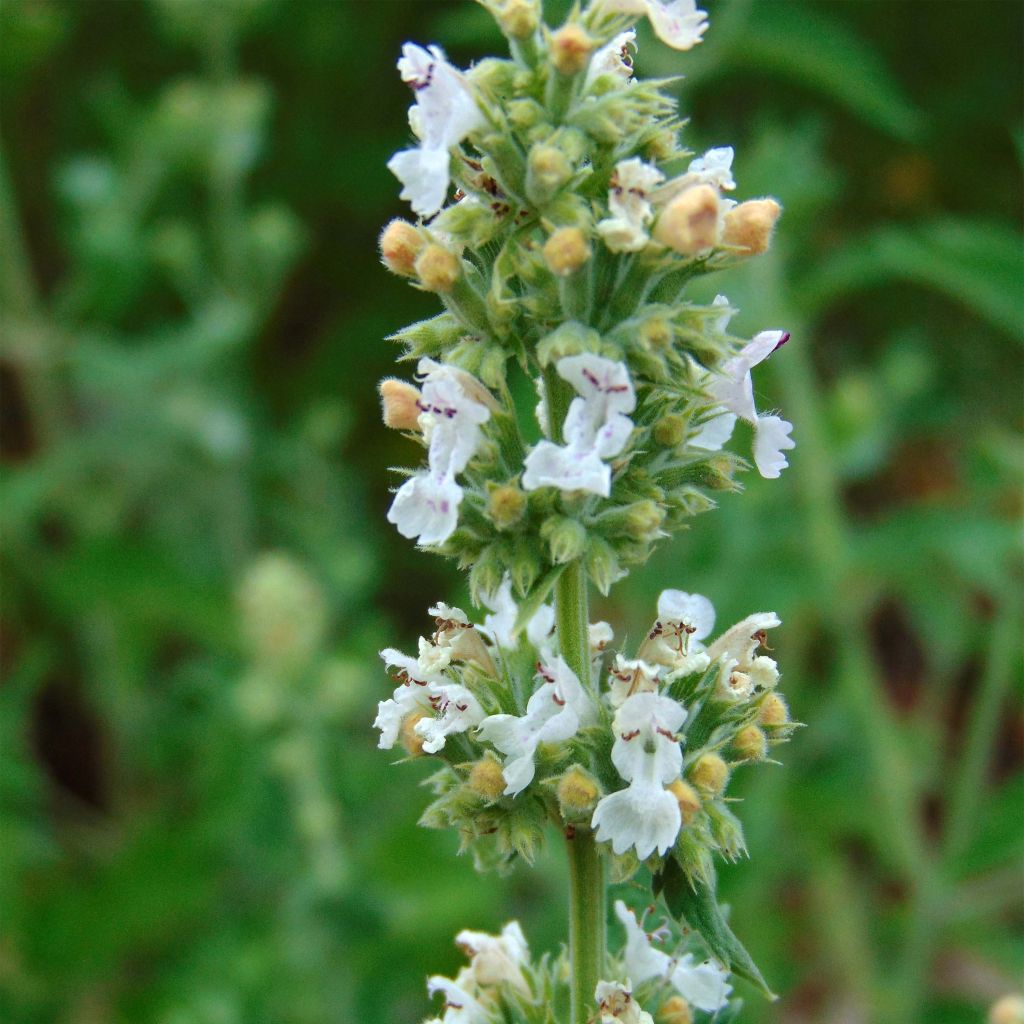 Nepeta cataria - Erba gatta