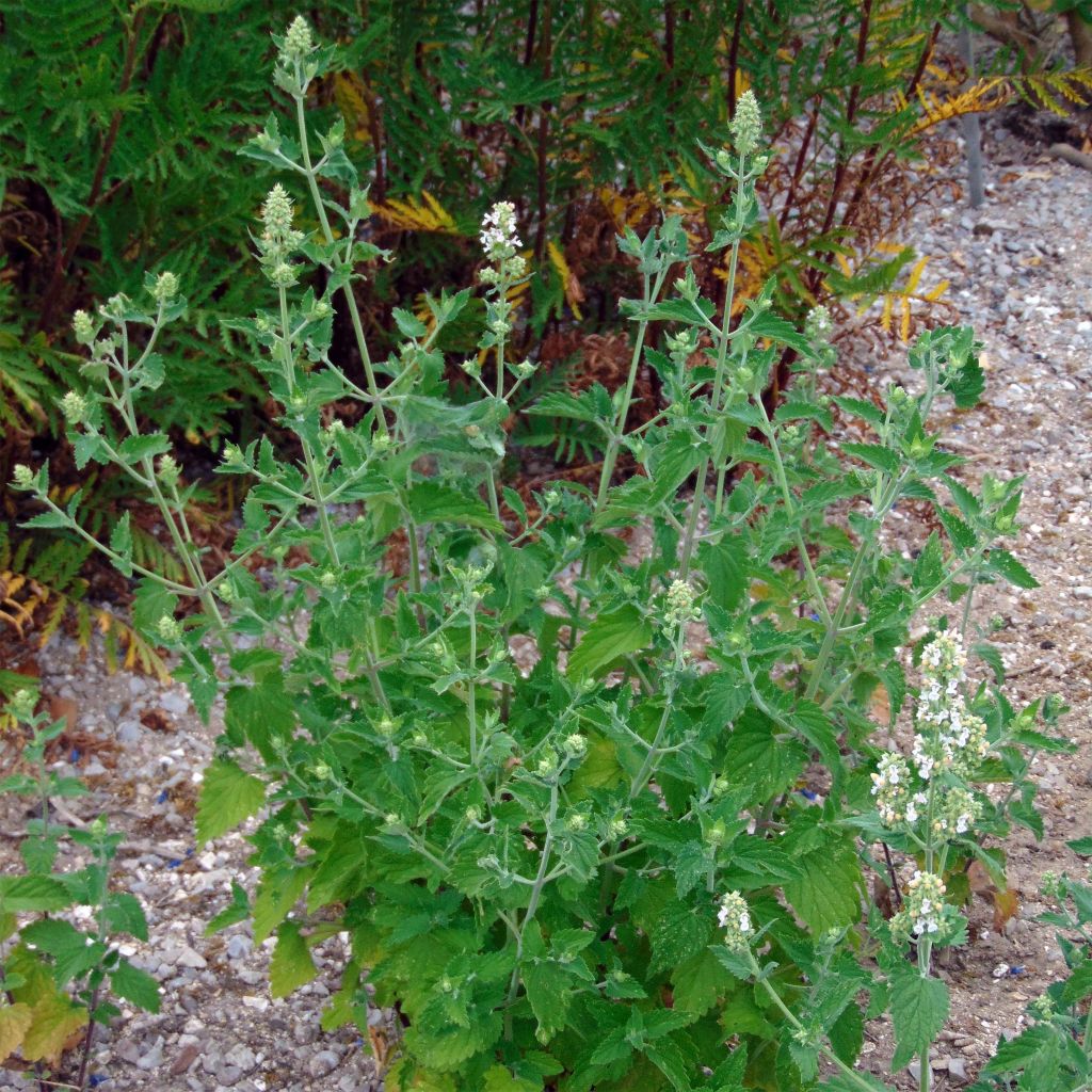 Nepeta cataria - Erba gatta