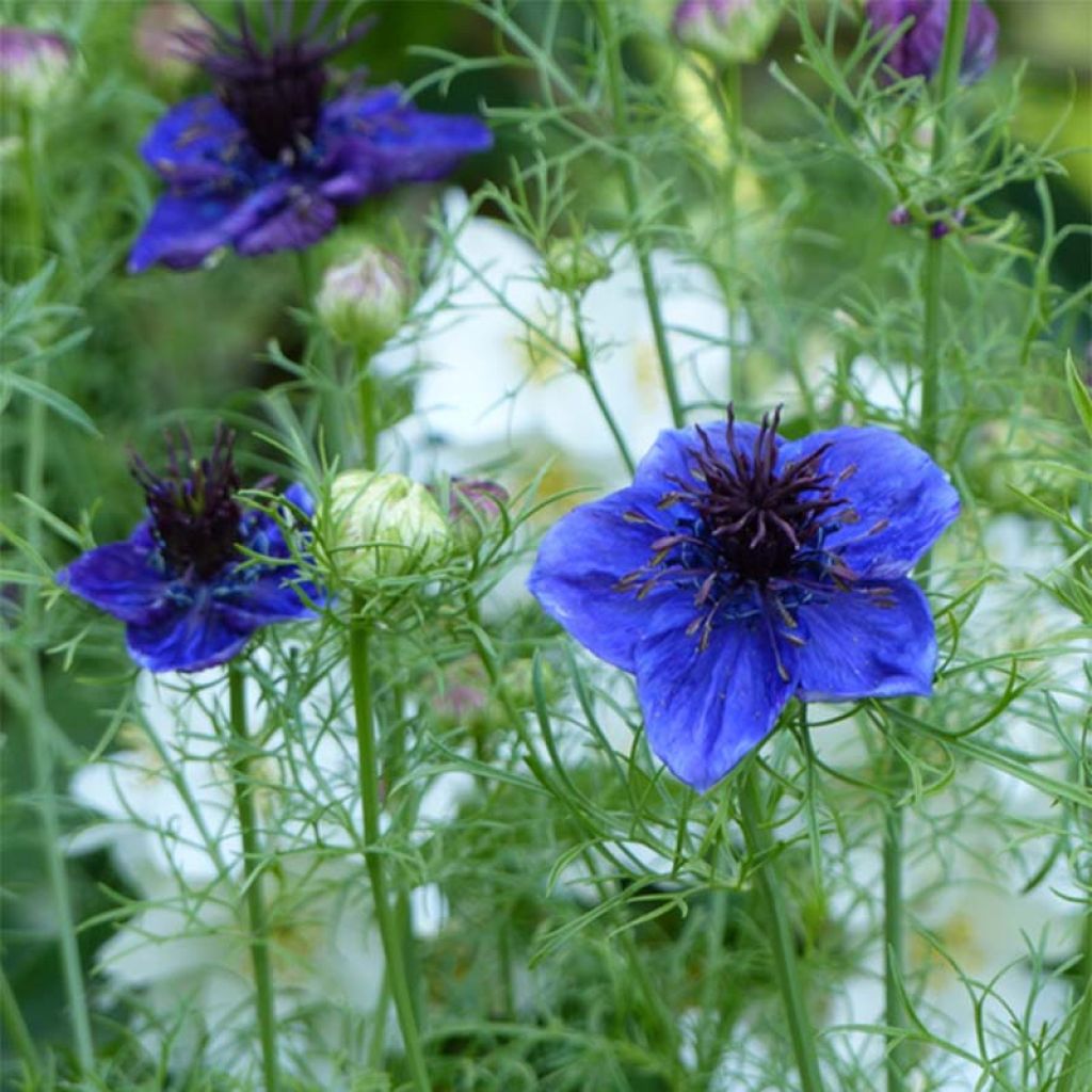 Nigella papillosa Midhigth Blue