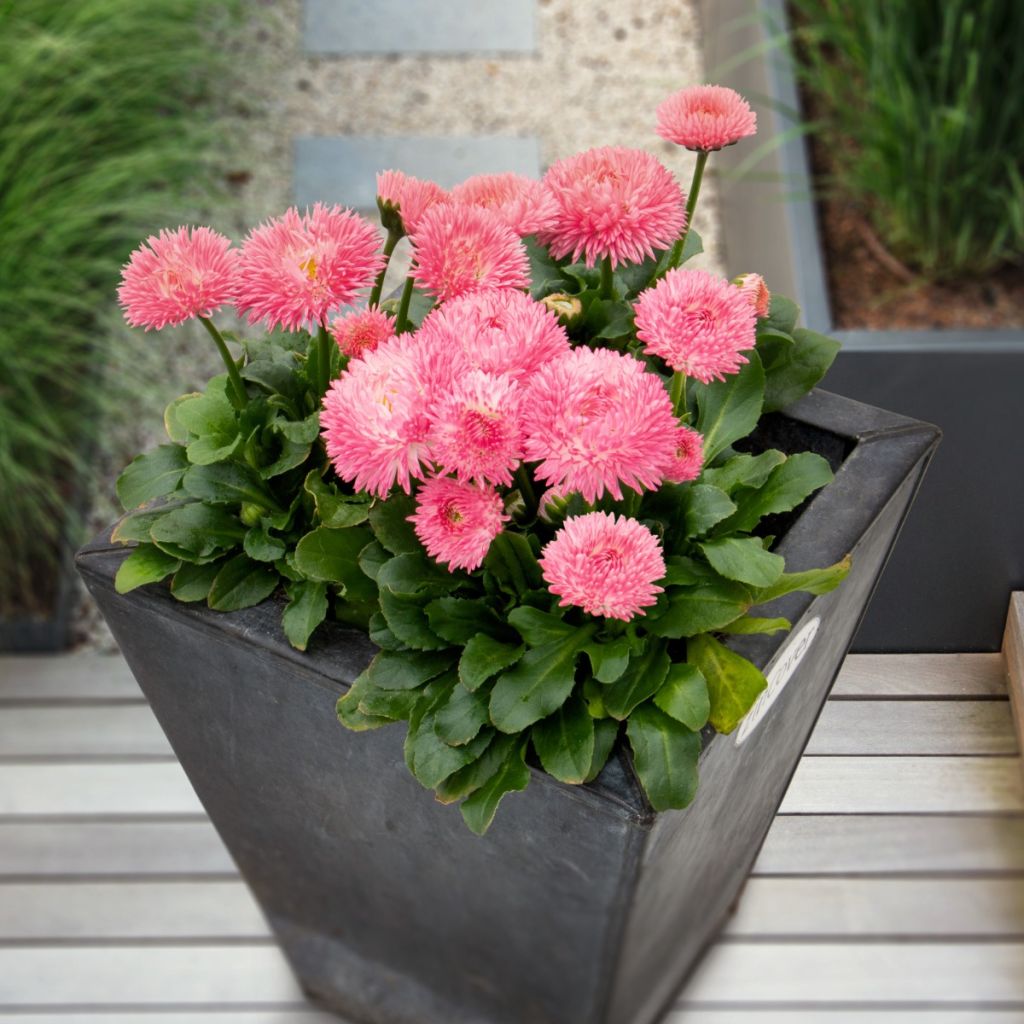 Bellis perennis Robella (semi)- Pratolina comune