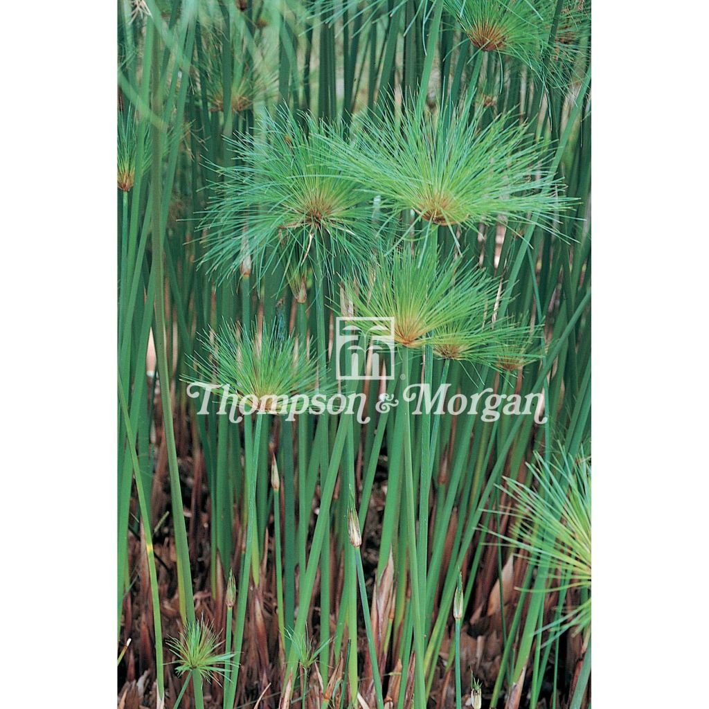 Cyperus papyrus (semi) - Papiro