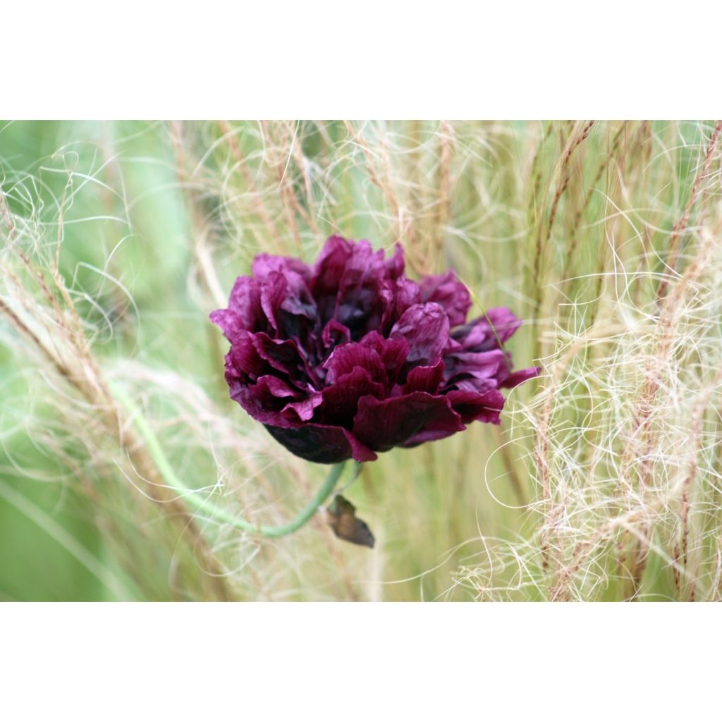 Papavero da oppio Black Peony