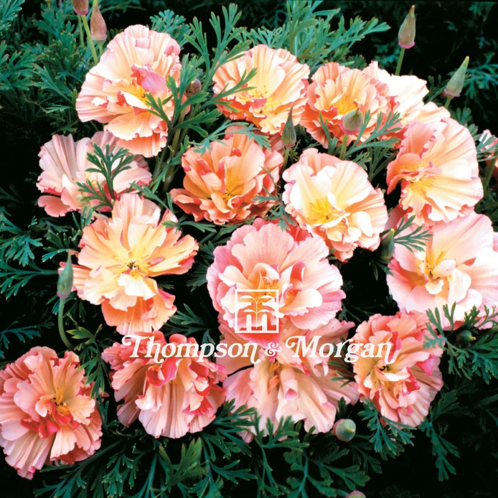 Eschscholzia Appleblossom - Papavero della California