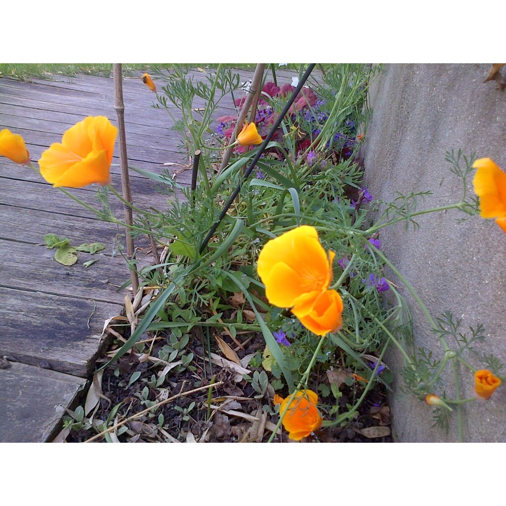 Eschscholzia Sun shades - Papavero della California