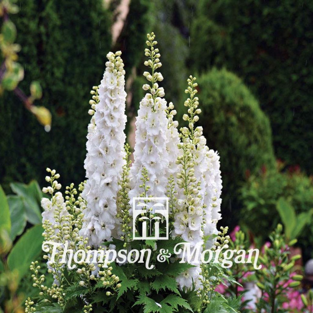 Delphinium consolida Qis White (semi Thompson & Morgan) - Speronella consolida