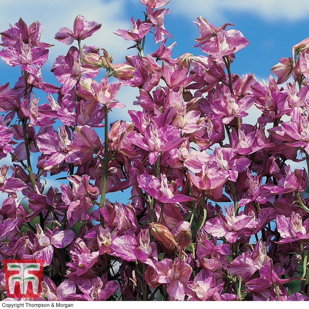 Delphinium ajacis Splish Splash - Speronella fior-cappuccio