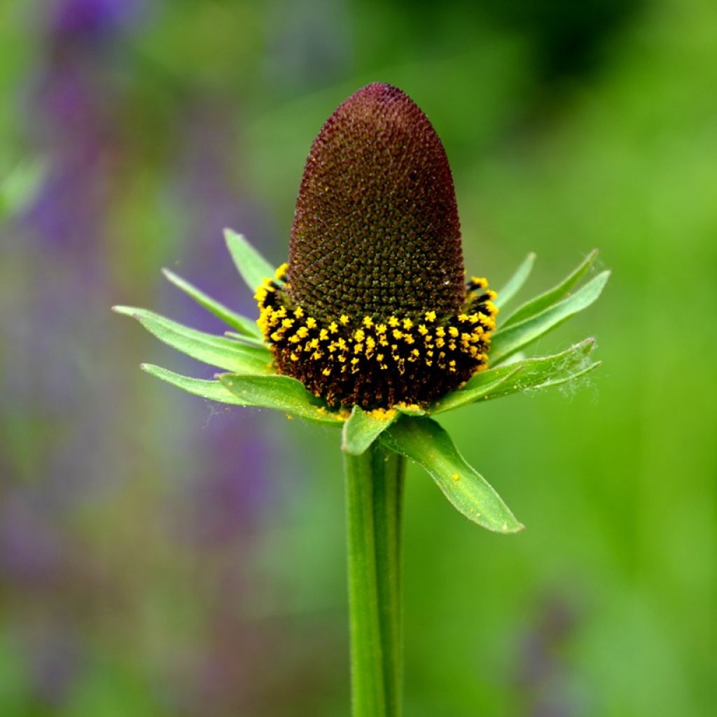 Rudbeckia occidentalis Green Wizard (semi)