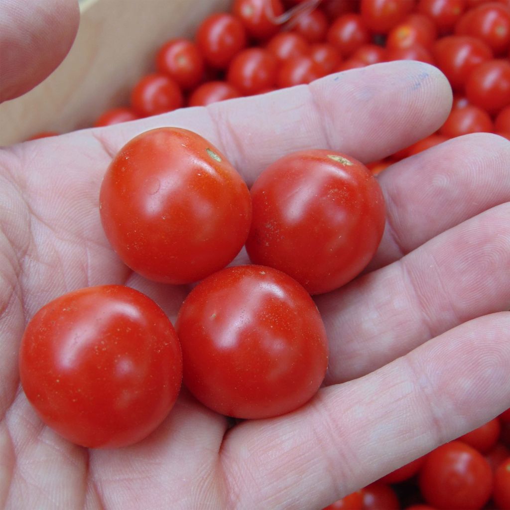 Pomodoro ciliegino/datterino Crokini F1 (semi)