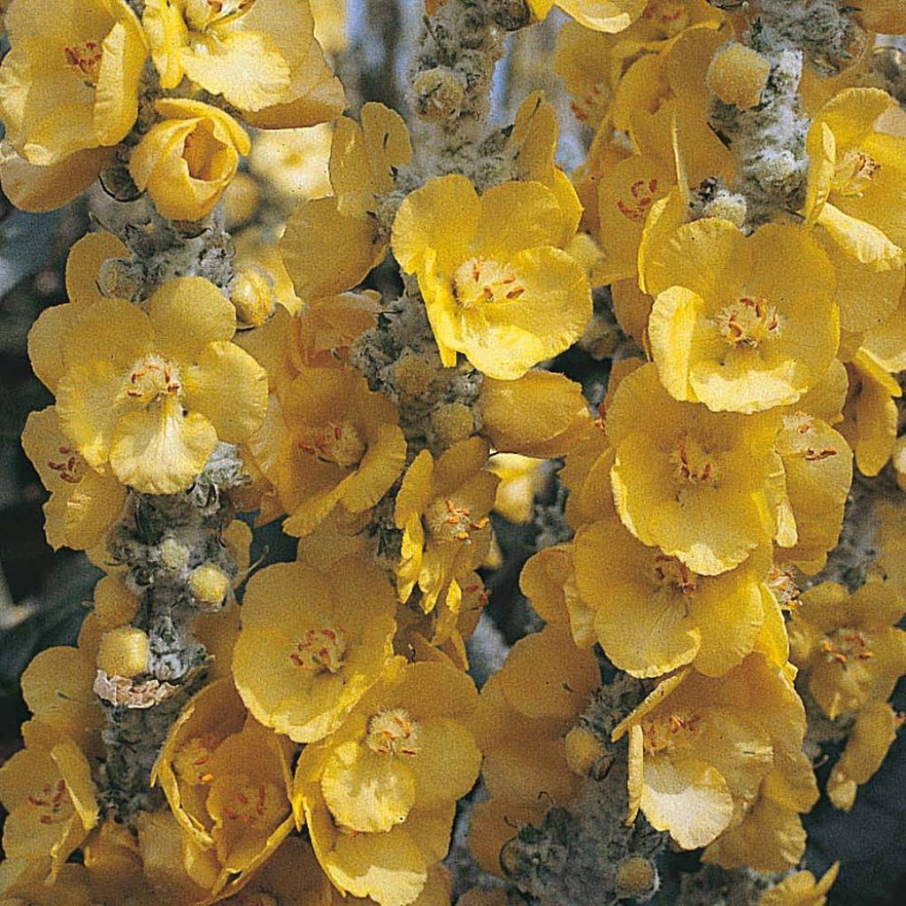 Verbascum bombyciferum Silver Lining