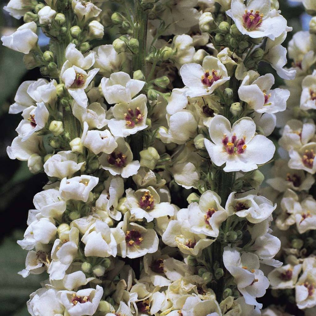 Verbascum chaixii Album (semi) - Verbasco di Chaix