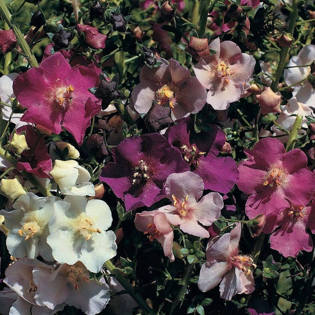 Verbascum phoeniceum Mix - Verbasco porporino