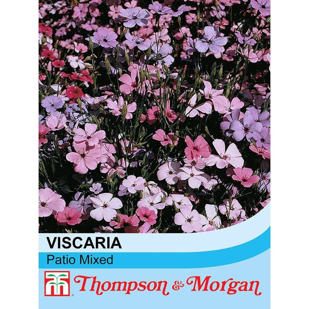 Viscaria oculata Patio mixed