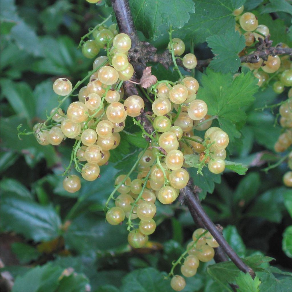 Ribes bianco Hollande blanche