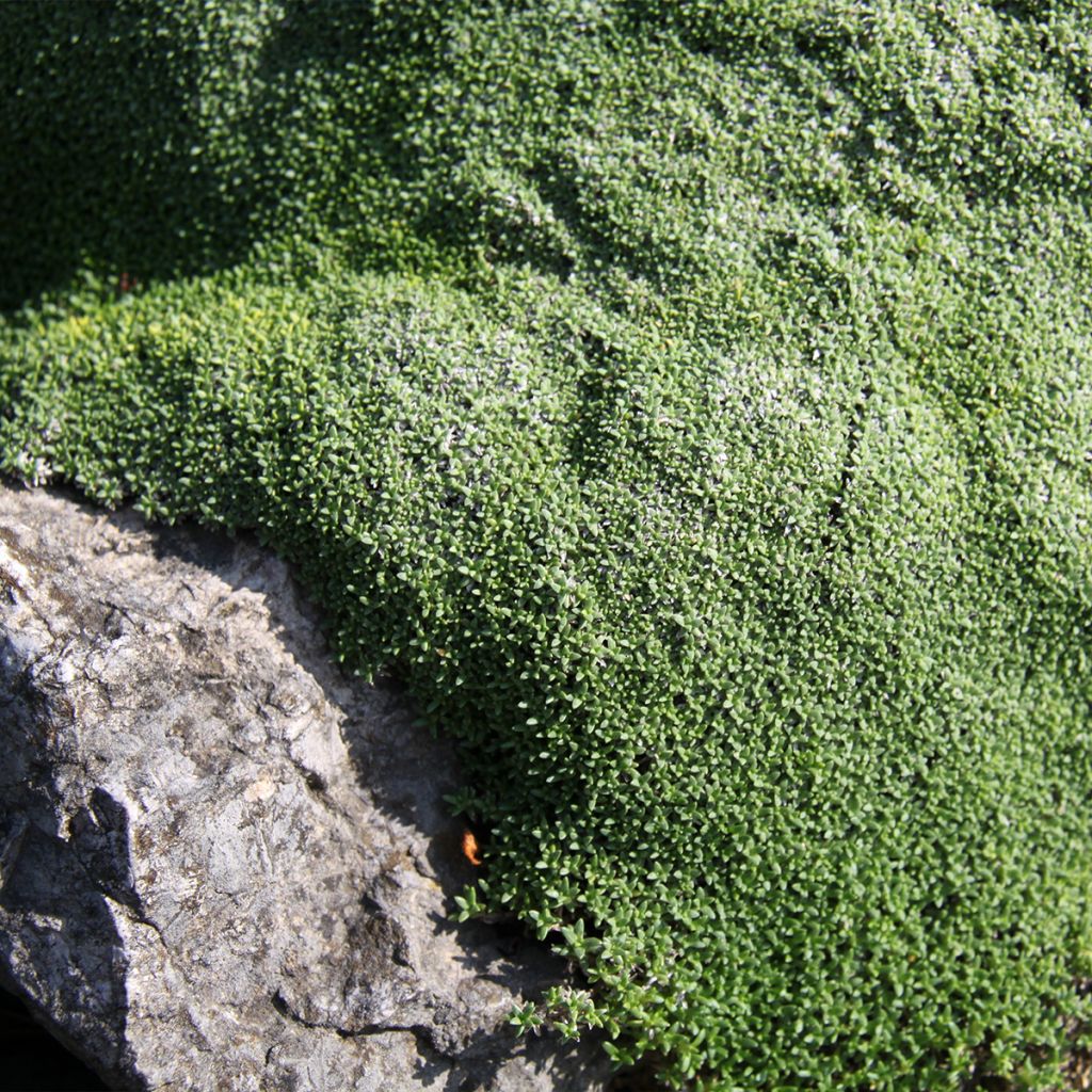 Gypsophile aretioïdes