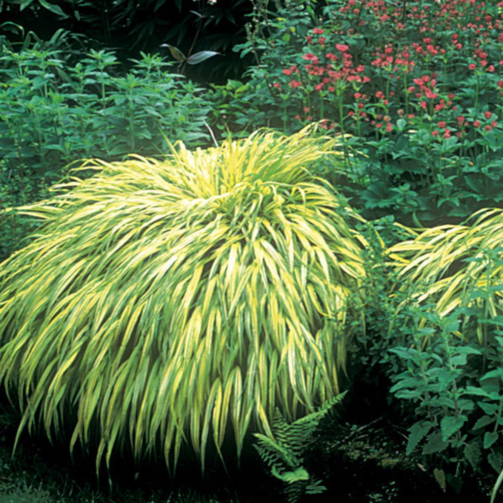 Hakonechloa macra Aureola - Erba della foresta giapponese