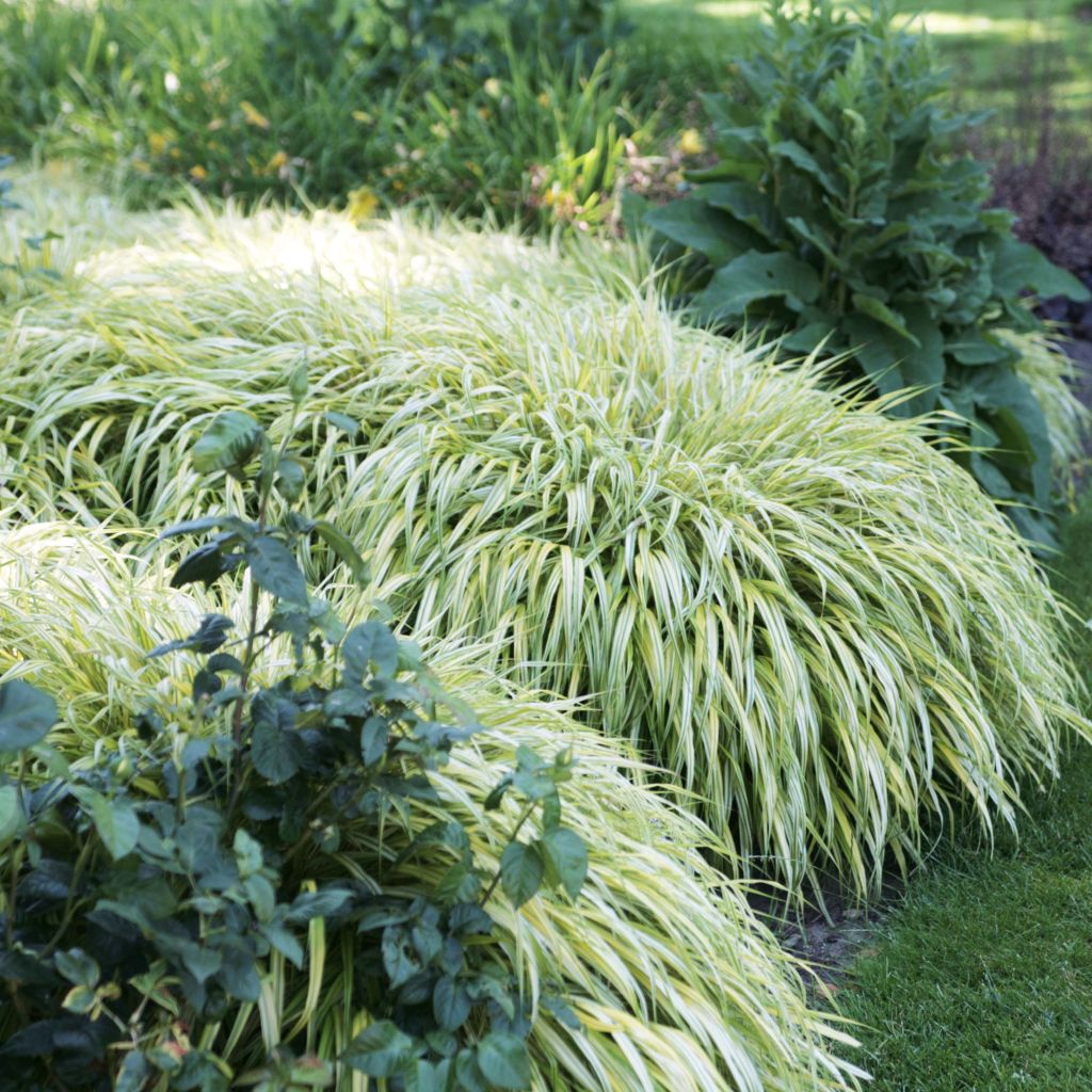 Hakonechloa macra Aureola - Erba della foresta giapponese