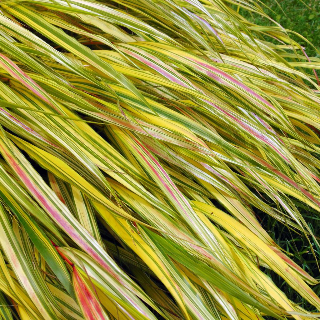 Hakonechloa macra Aureola - Erba della foresta giapponese