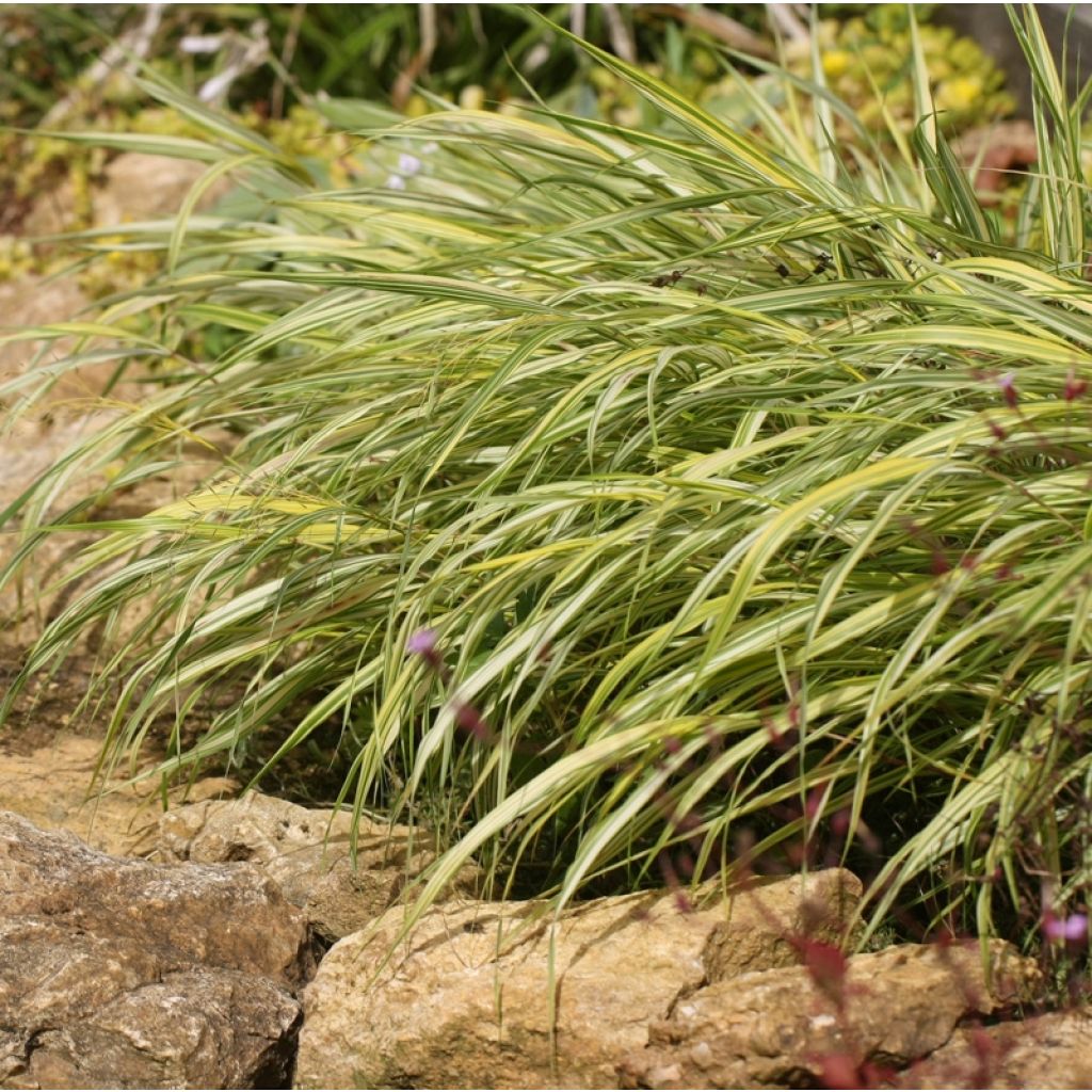 Hakonechloa macra Naomi - Erba della foresta giapponese