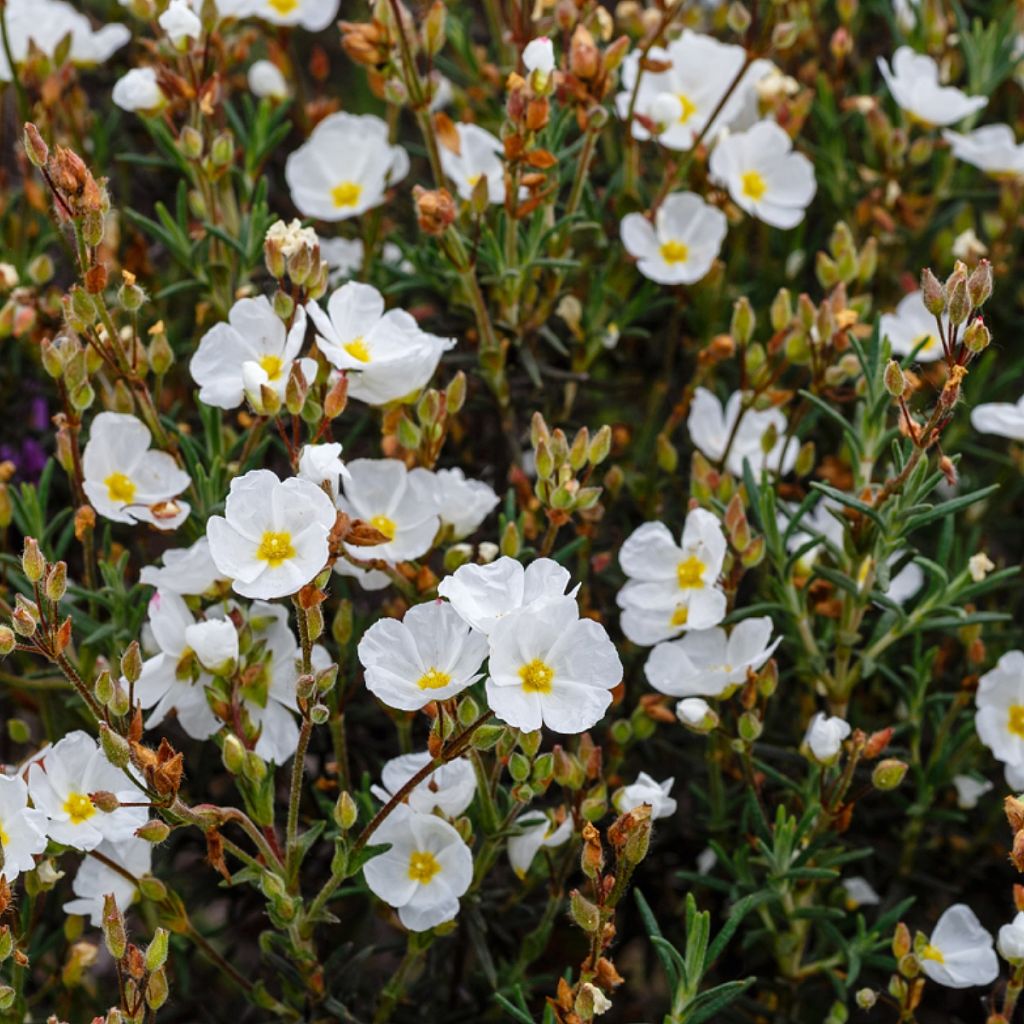 Halimium April Snow - Hélianthème à bouquets